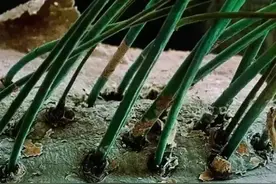 人体各器官在显微镜下微观图片图片