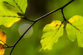 散文：年华老去，归来，心中的少年依旧图片