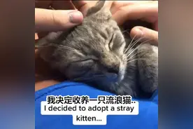 从流浪猫变成"超模"只需要洗一个澡，网友：这是什么神仙颜值图片