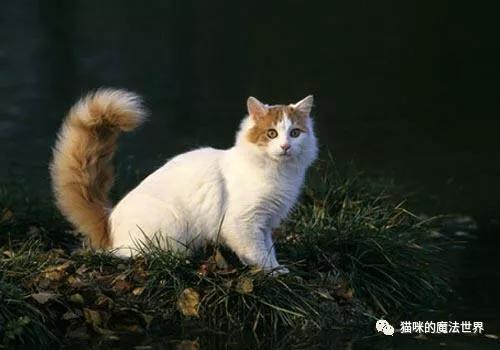 土耳其安卡拉猫 土耳其安哥拉猫和狮子猫的区别(图15) 土耳其安卡拉猫 土耳其安哥拉猫和狮子猫的区别(图15)