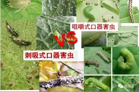 白粉虱、蓟马、蚜虫，深度解析刺吸式口器害虫为啥这么难打图片