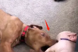 为了图省事，将狗狗和猪放在一起养，一个月后感觉不太对劲图片