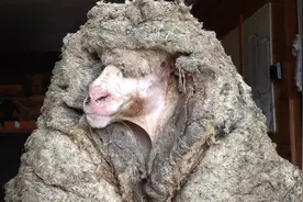 羊毛该剪还得剪！澳大利亚一只绵羊羊毛长了五年，终于无毛一身轻图片