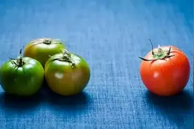 现在的西红柿一般是催熟的，吃了会对身体有害吗？图片