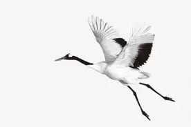 元稹诗中的这位国君，因爱鹤亡国，战死沙场被敌人分食只剩肝脏图片