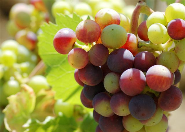 氨基酸肥会影响转色么？会使果子返青么？