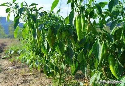 消灭菜地里蚂蚁最有效（我来告诉你用什么）