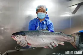 12小时上餐桌，36小时“游”全国，青岛开创世界温暖海域养殖三文鱼先河图片