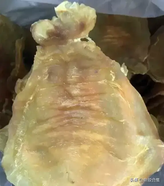 赤嘴鱼胶有几种 赤嘴鱼胶有几种品种