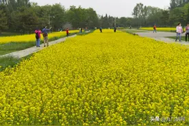 北坞公园的油菜花图片
