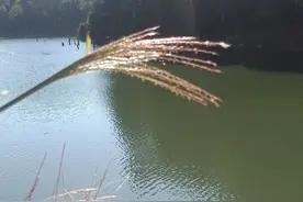 论钓鱼的漂浮饵料图片