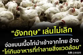 英国抵制泰国进口鸡：你们的鸡饲料破坏环境图片