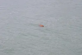 为了一个垃圾塑料瓶，金毛二话不说身赴‘远海’捡拾图片