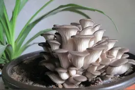 家里盆栽“蘑菇”，不花“一分钱”隔3天收一次，连着吃一年图片