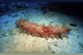 这个长满肉刺的深海胖子，也有两个颜值巅峰期图片