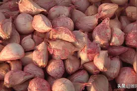 种大蒜做好这两步，一季不生虫图片