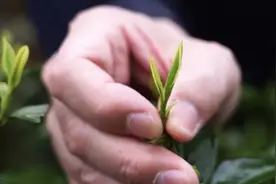 8千到2万一斤的头茬西湖龙井，朋友圈这么便宜？骗子太多千万别上当图片