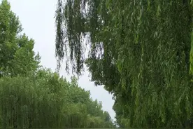 在西安：汉长安城遗址，旧时风水宝地，今日寻常百姓家图片