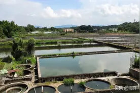 淡水白鲳省级良种场——普宁市鱼苗养殖场图片