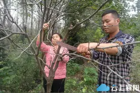 3000棵枣树只开花不挂果 农艺师：创业需谨慎图片