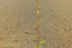 人太猖狂，必有祸秧图片