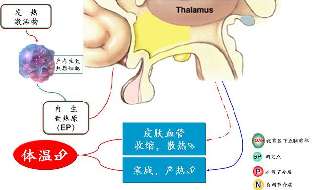 小儿发烧，选择吃美林混悬液还是泰诺林滴剂？您选对了吗？