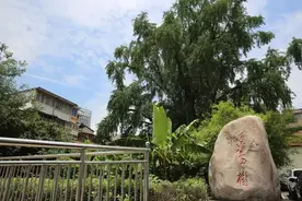跟着诗词游汉阳丨晴川历历汉阳树 芳草萋萋鹦鹉洲图片