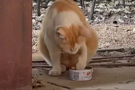 浙江：吃饱的流浪猫妈妈阻止饥饿小猫进食，背后却有着自己的无奈图片