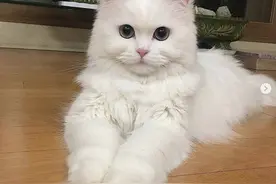 这是你们想要的小喵喵吗图片