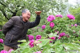 农民大爷历时42年，把稀有牡丹繁育成4亩大花园，80万也不卖图片