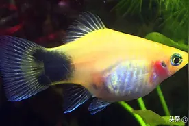 曾经风靡水族圈的3种小型宠物鱼，有的风头正劲，有的几近消失图片