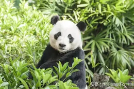 继“螺蛳粉”刷屏后，“城市绿”来了！图片
