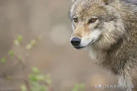 莫忘：卧榻之旁的狼子野心图片