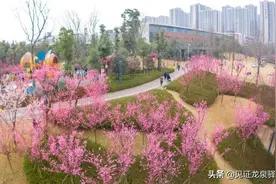 红梅花儿开了，来龙泉驿寻春吧！图片