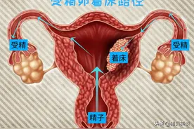 母猪配种后着床过程复杂，也是第一个损失高峰图片