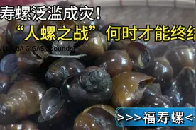 泛滥成灾的福寿螺，在我国人见人打，为何被日本奉为宝贝？图片