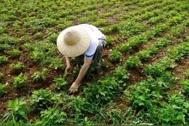 花生田最顽固的杂草——莎草，如何才能高效灭杀？图片