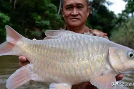 这种顶级淡水鱼类，价格可与金枪鱼媲美，它的名字很奇怪图片