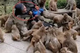 庐山“人猴大战”持续升温，游客敢怒不敢打，还有必要保护猴子吗图片