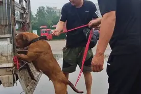河南：比特狗肉价成交，狗狗哭喊着追赶主人，大哥：烦它，咬羊图片
