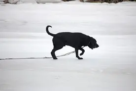 碰上遛狗不拴绳该怎么办？别忘记第一时间固定证据图片