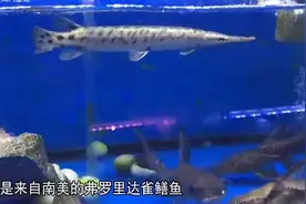 30厘米长的猛鱼，到市场问价要300块钱，最高能卖5000视频封面