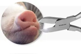 小猪剪牙你做对了 ？图片