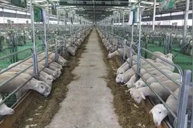 天津推进“万企帮万村”精准扶贫图片