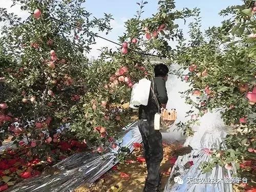 杀菌剂混用配方及注意事项！