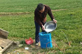 小麦开始喷除草剂了，但有些事说好多遍，还有农户犯错，要注意了图片