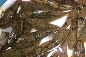 农村这个稀罕物，俗称“爬地虎”，过去没人要，现在吃不起图片