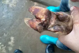 牛烂蹄子的原因与防治，牛的蹄子烂了是什么病？这两种病要注意图片