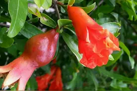 5首立夏诗词，文采飞扬令人爱，诗情画意过立夏图片