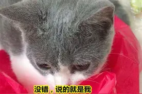 养猫后，让你最崩溃的事情是什么？图片